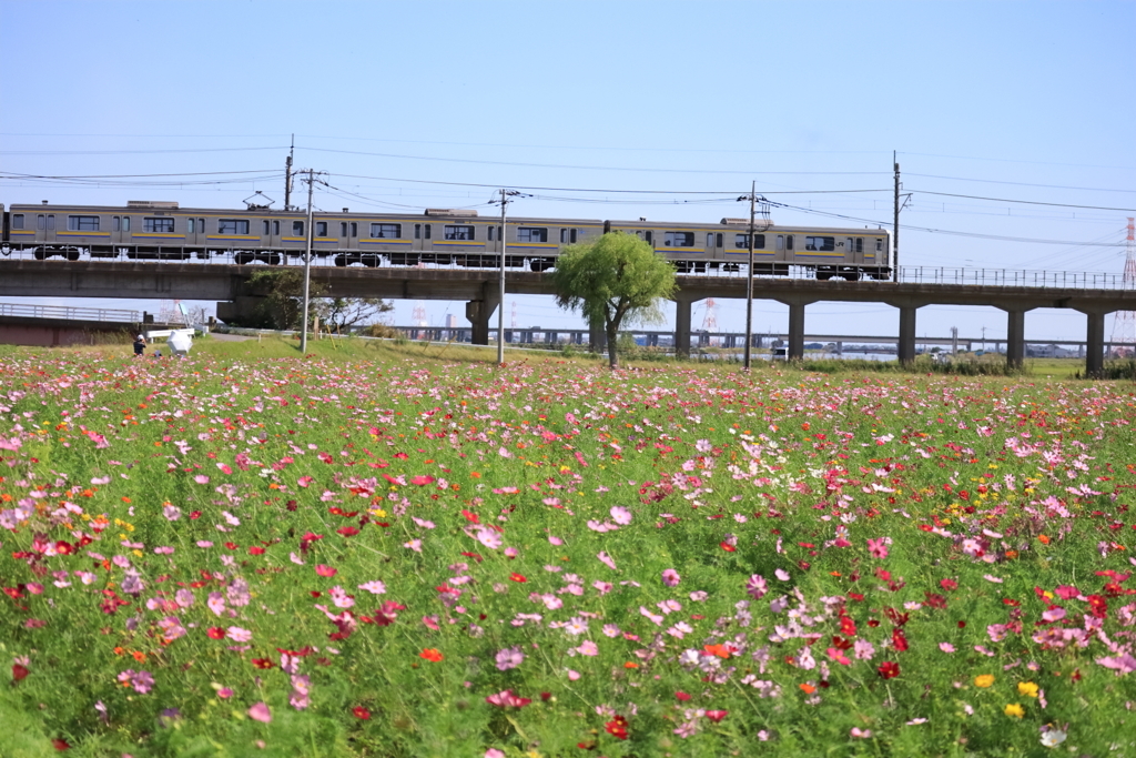 コスモス畑を行く