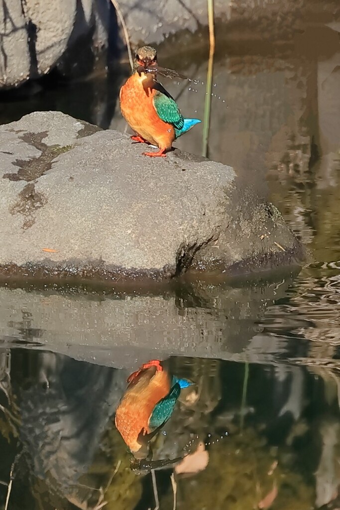 ドヤ顔