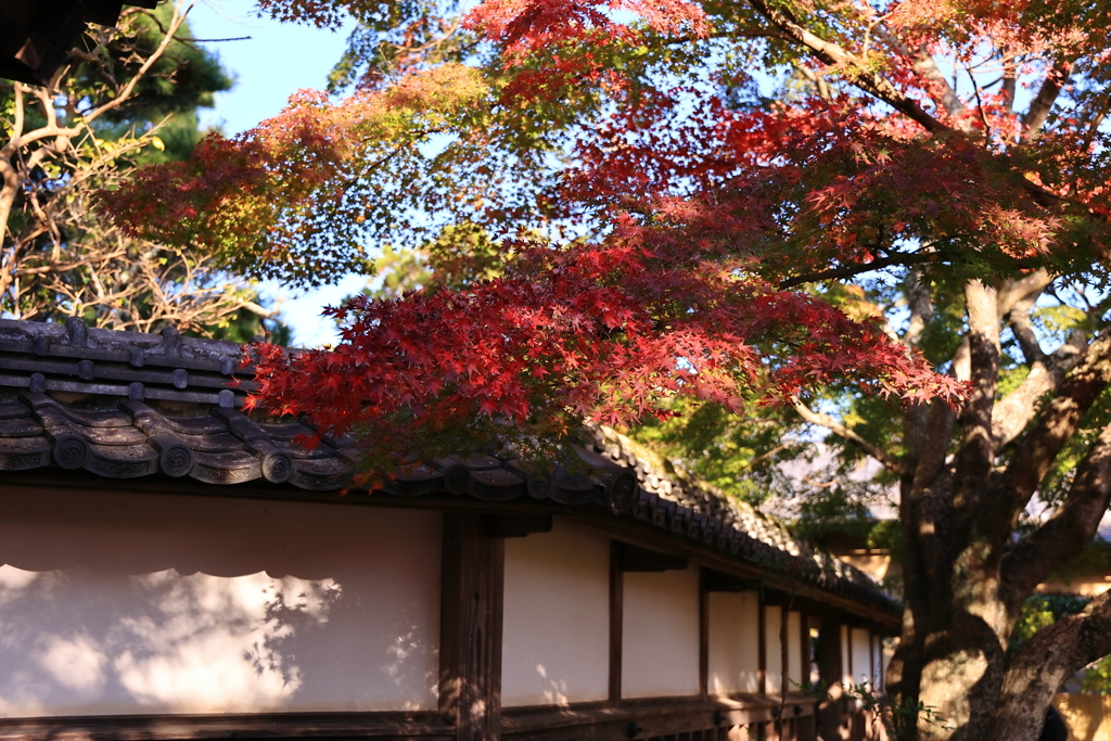 長勝寺の紅葉③