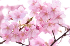 桜時