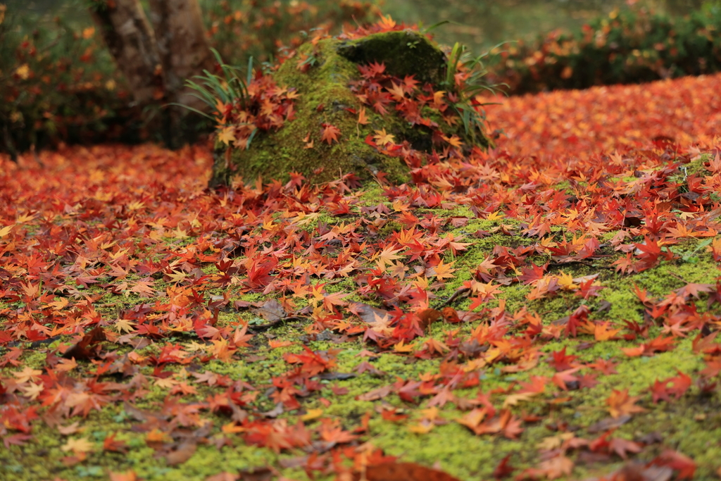 散り紅葉