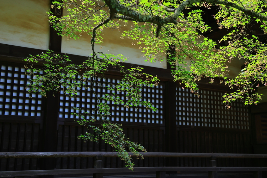 観福寺　青紅葉