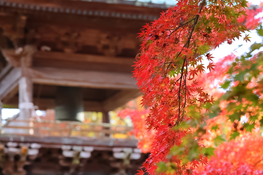 長勝寺の紅葉①