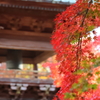 長勝寺の紅葉①