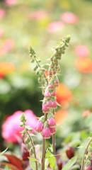 野の花