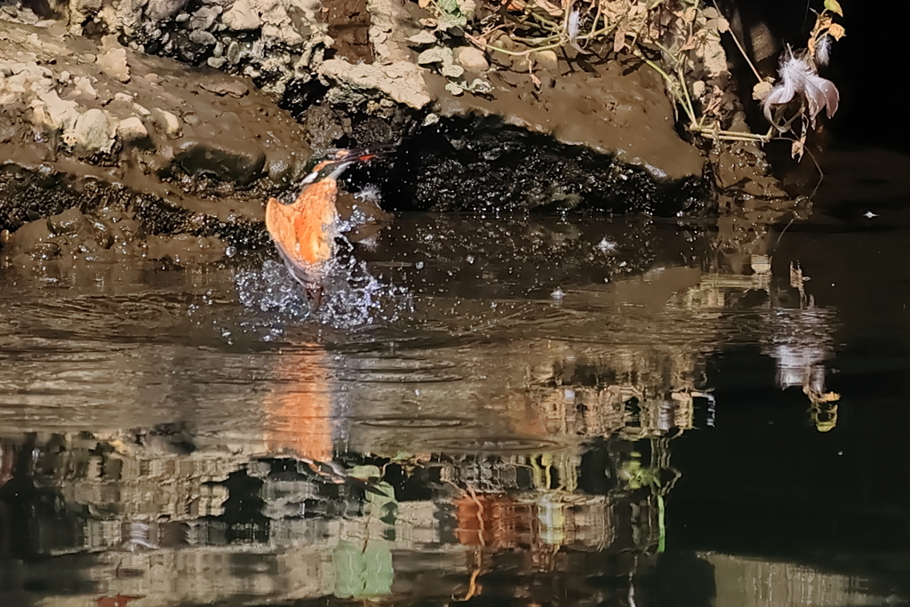 水中からの飛び出し