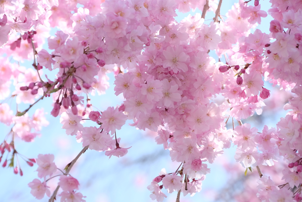 桜の季