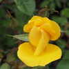 写華