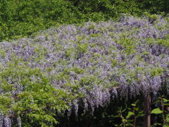 群華