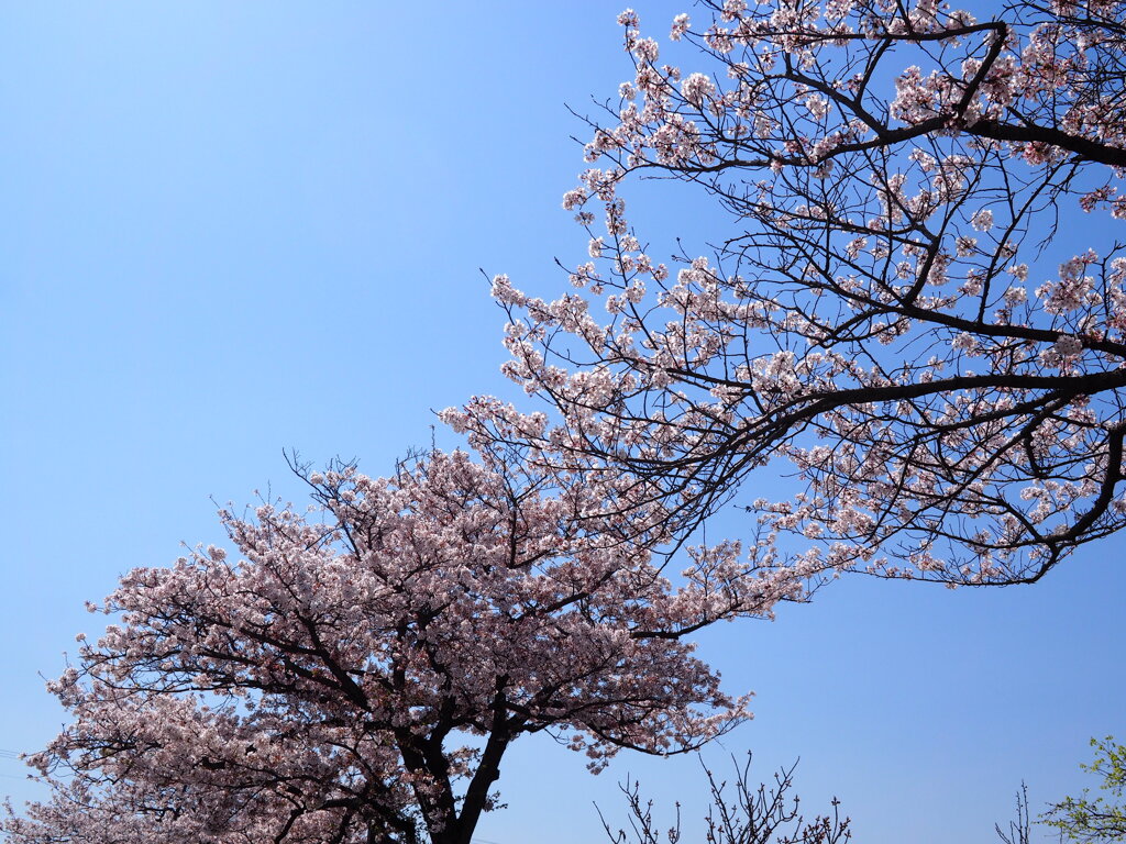 見上
