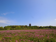 蓮華