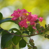 紅華