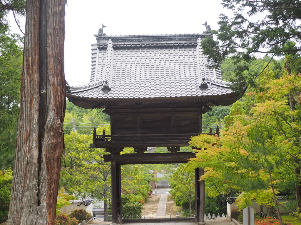遠観