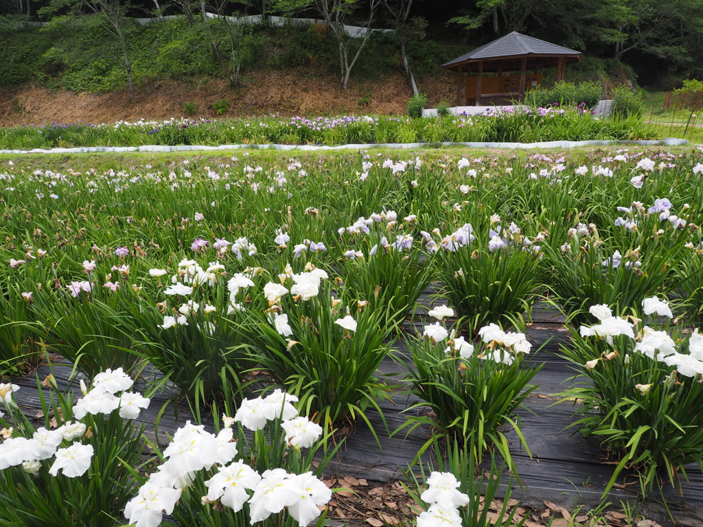 花終