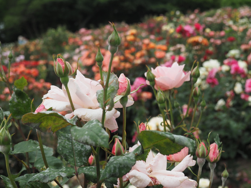 花々