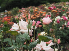 花々