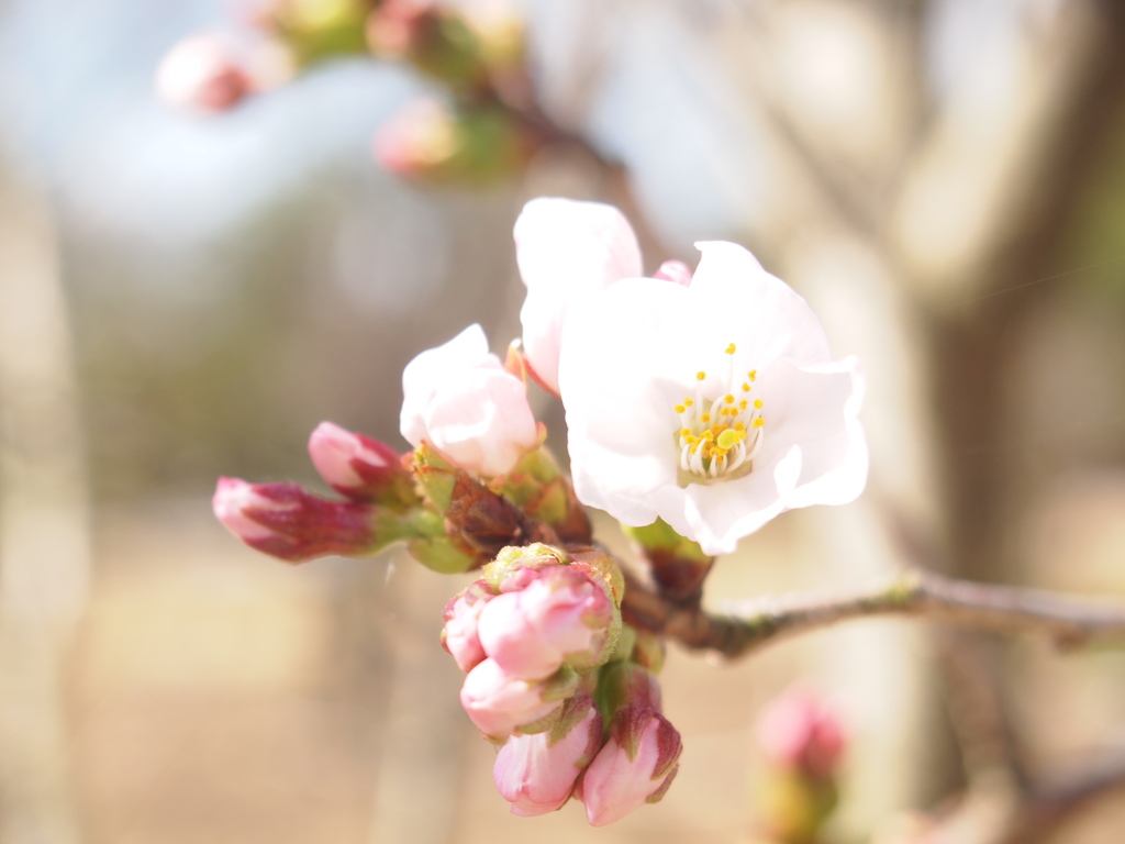 花開