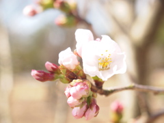 花開