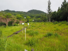 湿地
