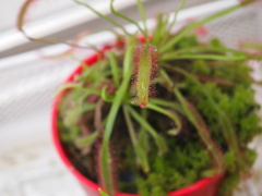 食虫