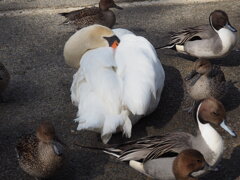 鳥囲