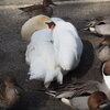 鳥囲
