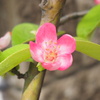 花梨
