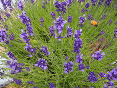 香花