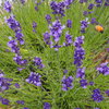 香花