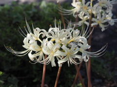華白