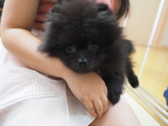 子犬