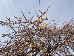 春梅