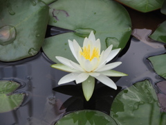 静華