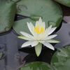 静華