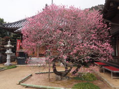 臥竜梅