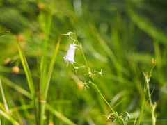 涼花