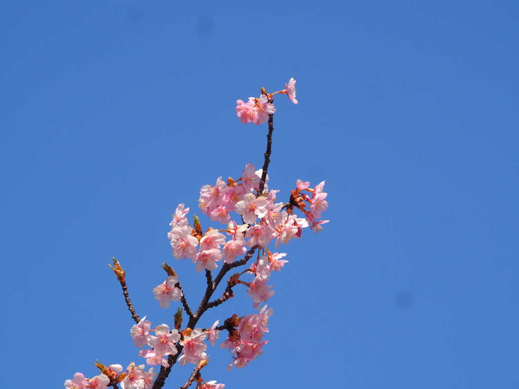 天届