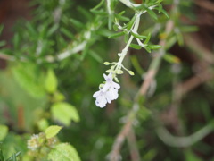 微花