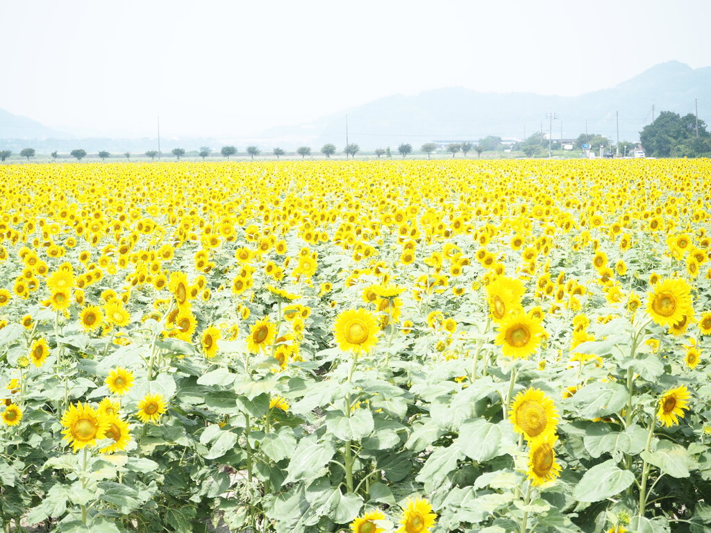 夏々