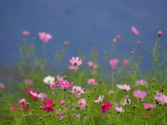 秋涼