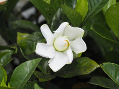 香花
