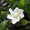 香花