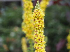 縦花
