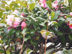 枝鳥