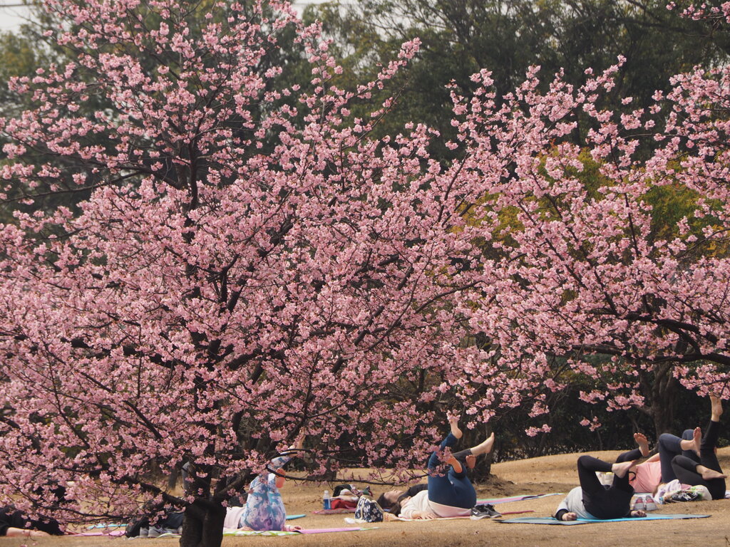 桜脚