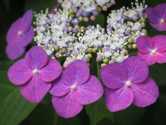 集花