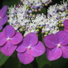 集花