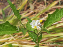 悪茄