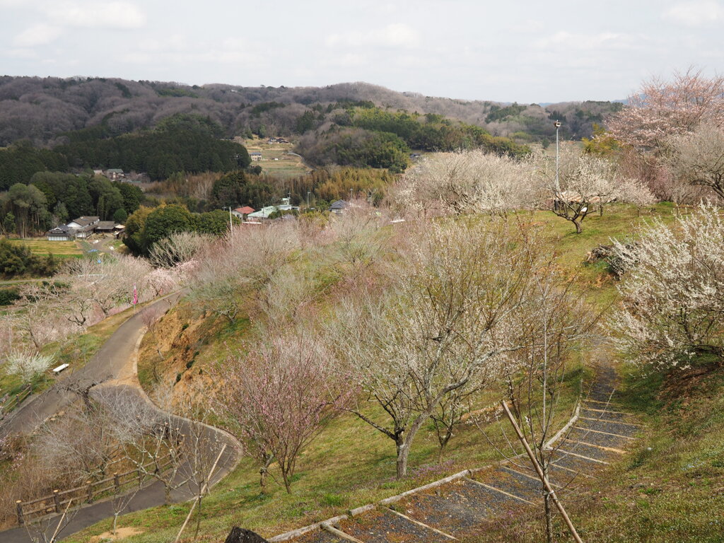 里梅