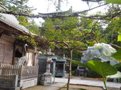 お遍路20番札所「鶴林寺」